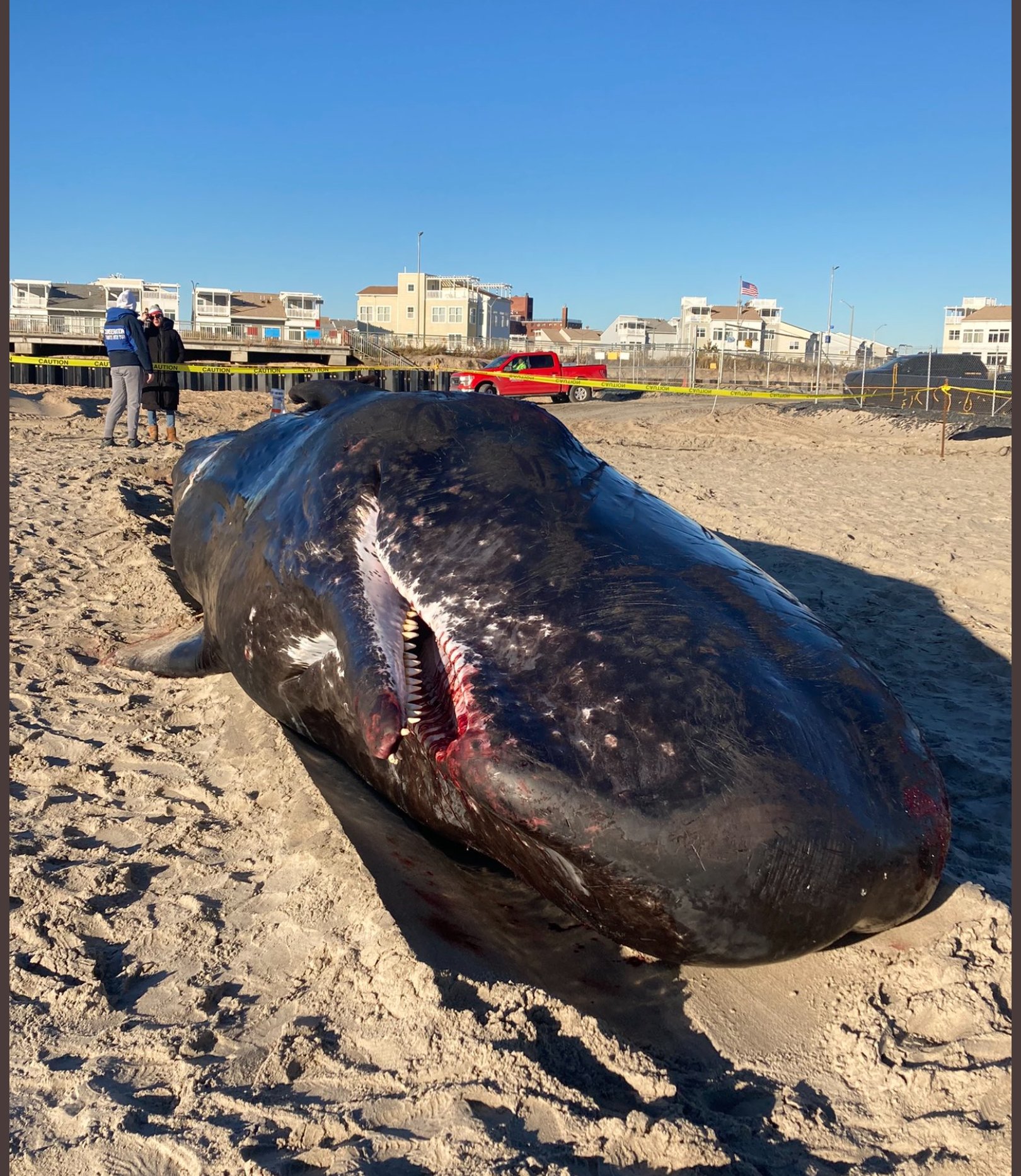 Jongleren Baffle Snooze Whales of the Jersey Shore — Save Coastal Wildlife