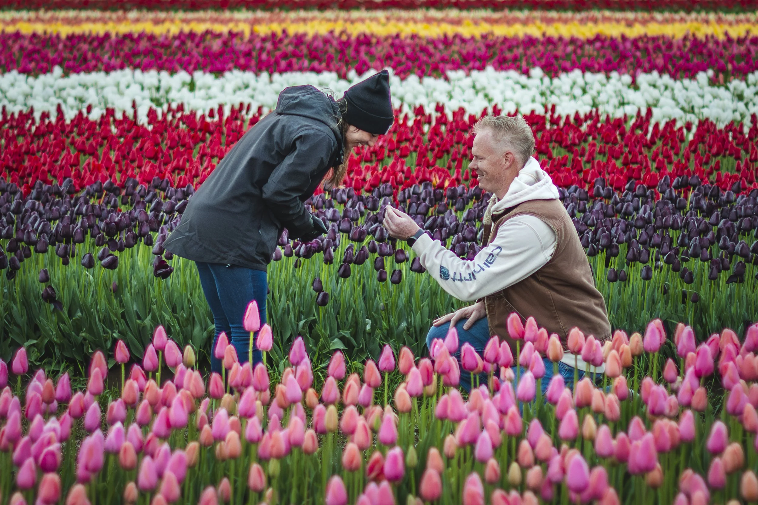 Tulip20.JPG