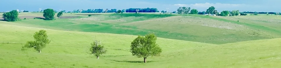 cows-grazing-field-desktop-background.jpg