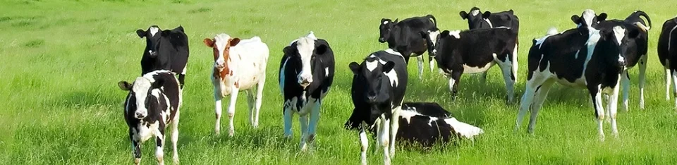 cows-grazing-field-desktop-background.jpg
