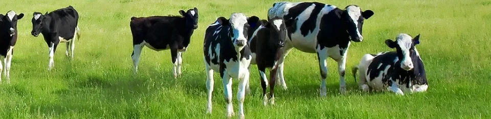 cows-grazing-field-desktop-background.jpg