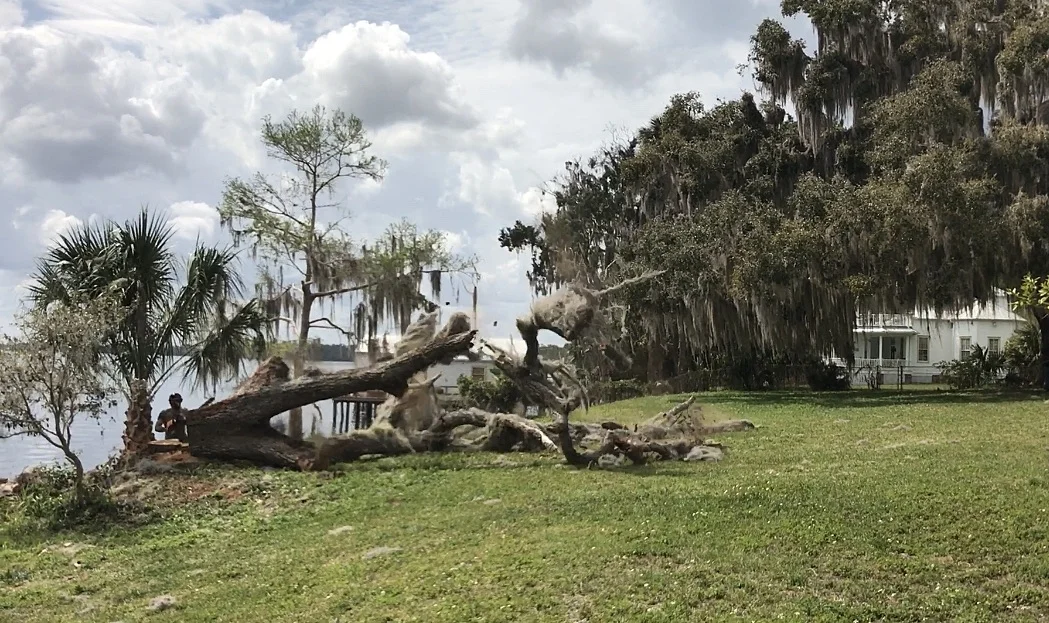 Tree Debris Removal Ocala Fl Fort Gates Historic Oak Eutree Inc