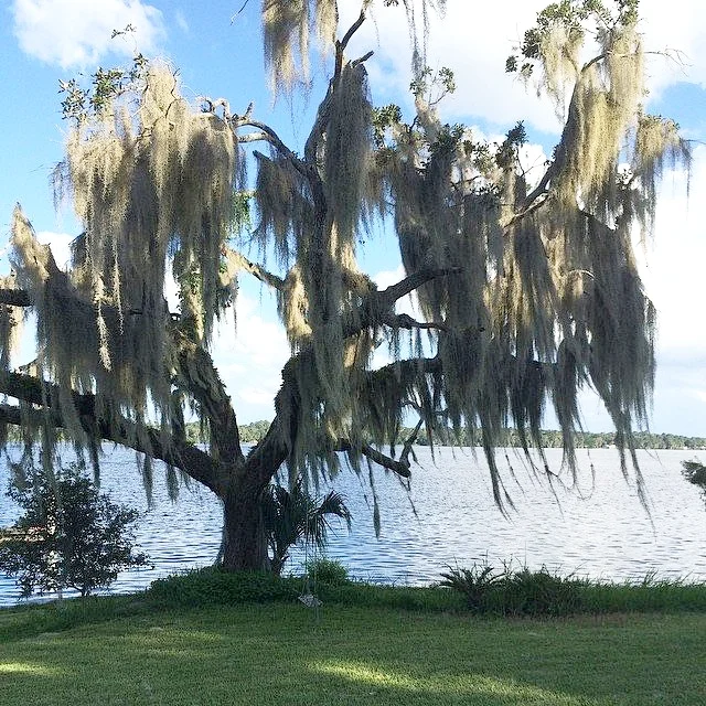 Fort Gates Historic Oak