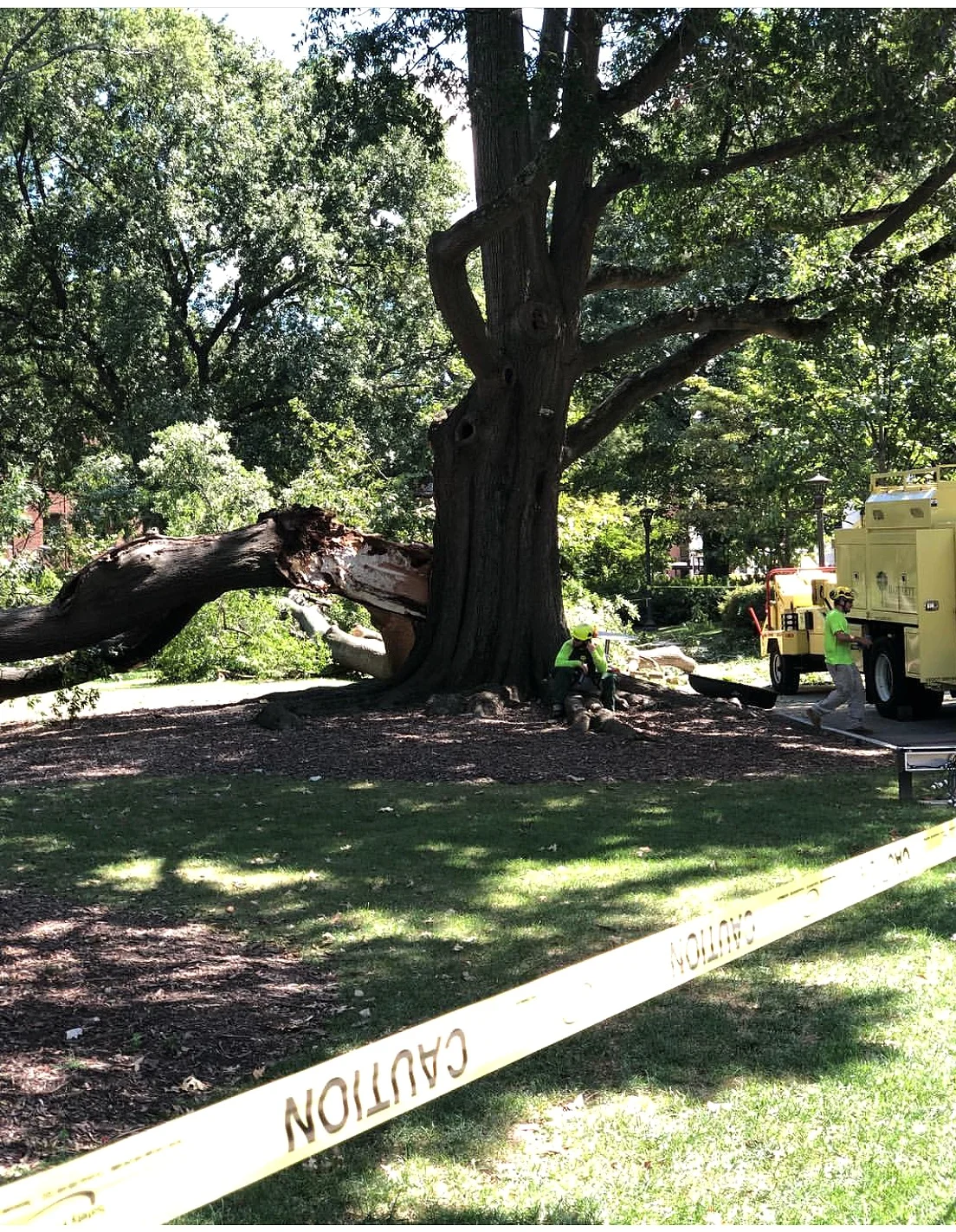 Eutree worked with local expert arborist at Boutte Tree to safely remove and salvage the timber from the tree.