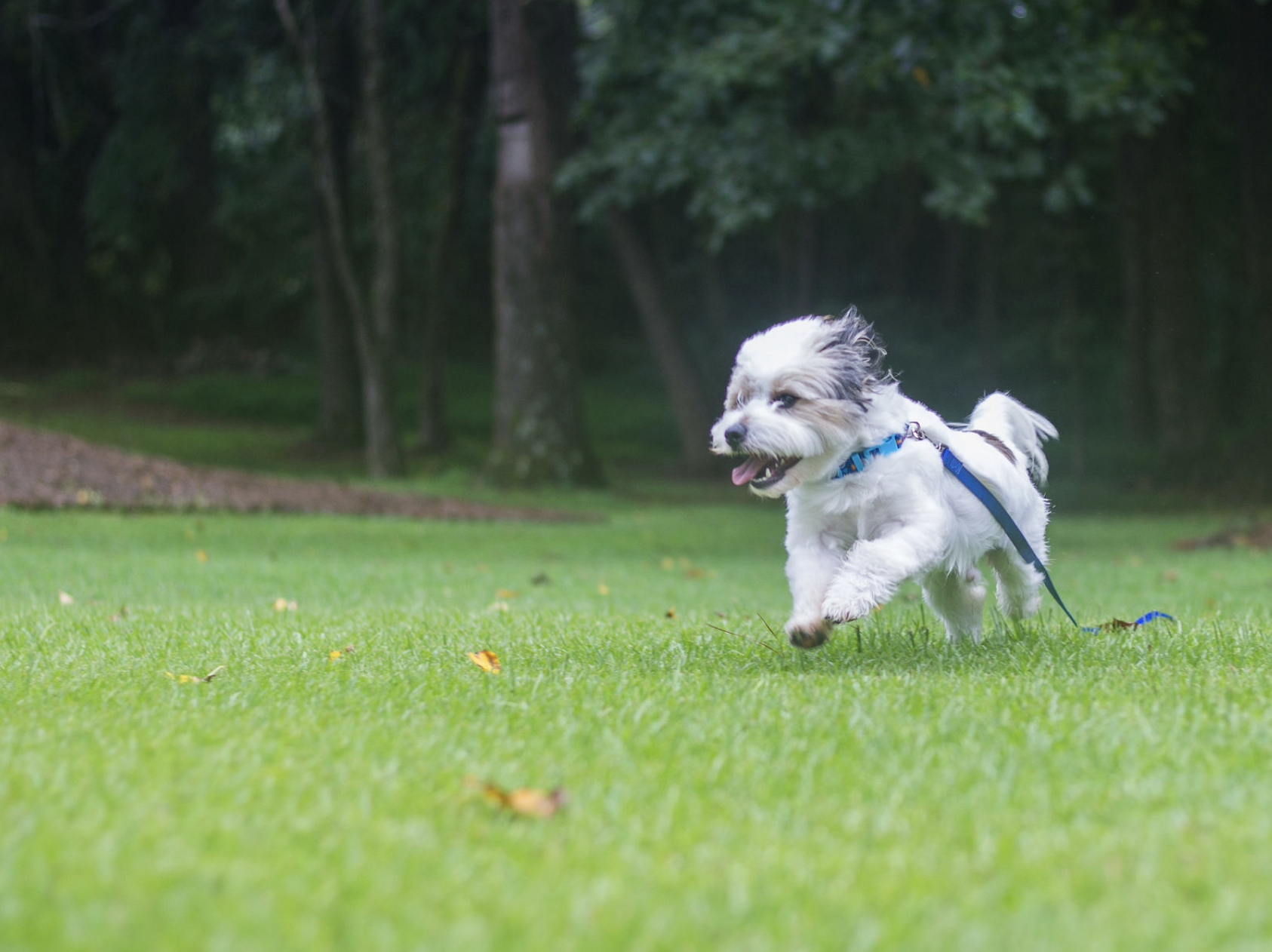 Screen Shot 2021-10-01 at 1.34.10 PM.png