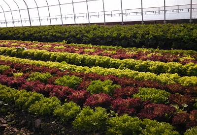 lettuce and kale in the greenhouse.jpg