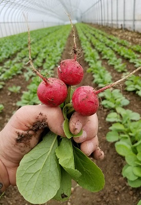 pulled radishes.jpg