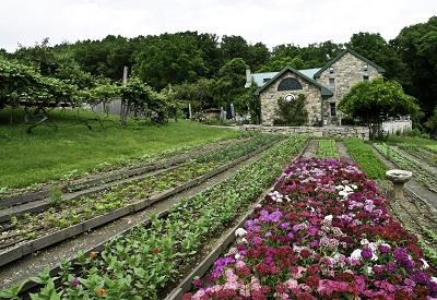 Sweet William flowers with farmhouse .jpg