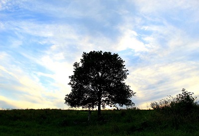 big tree.jpg
