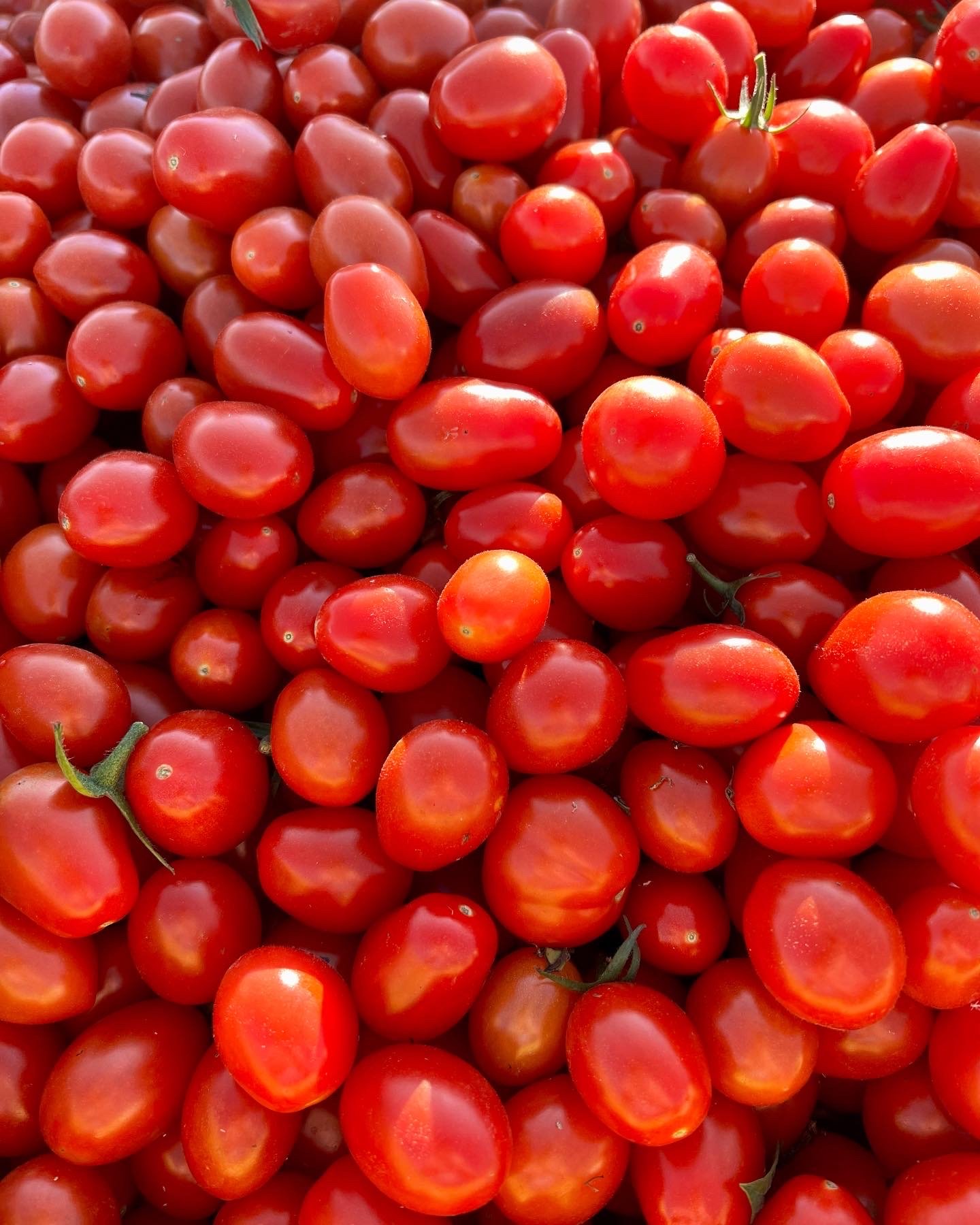 Grape Tomatoes.JPG