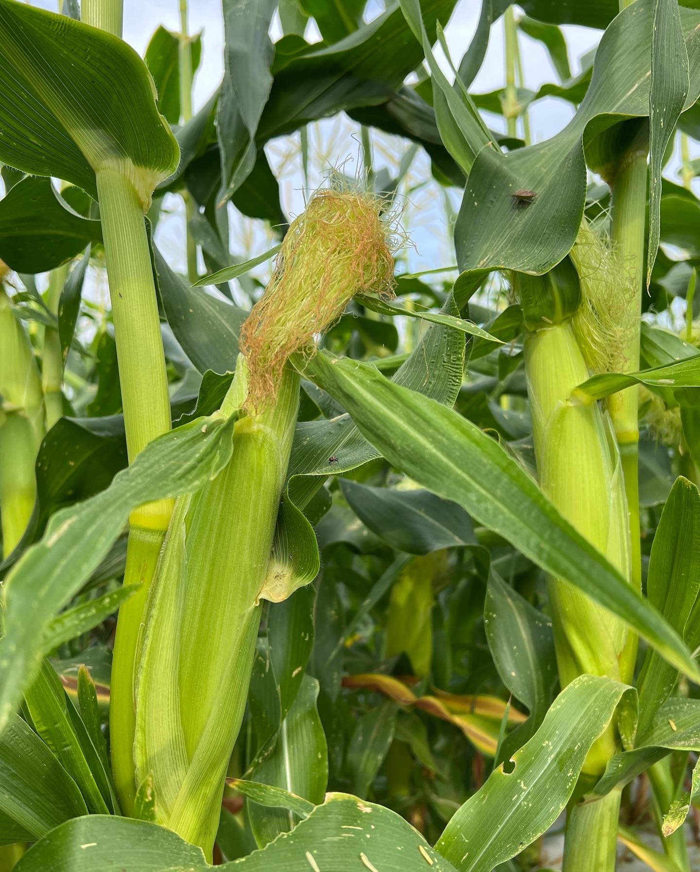 Corn Silk.JPG