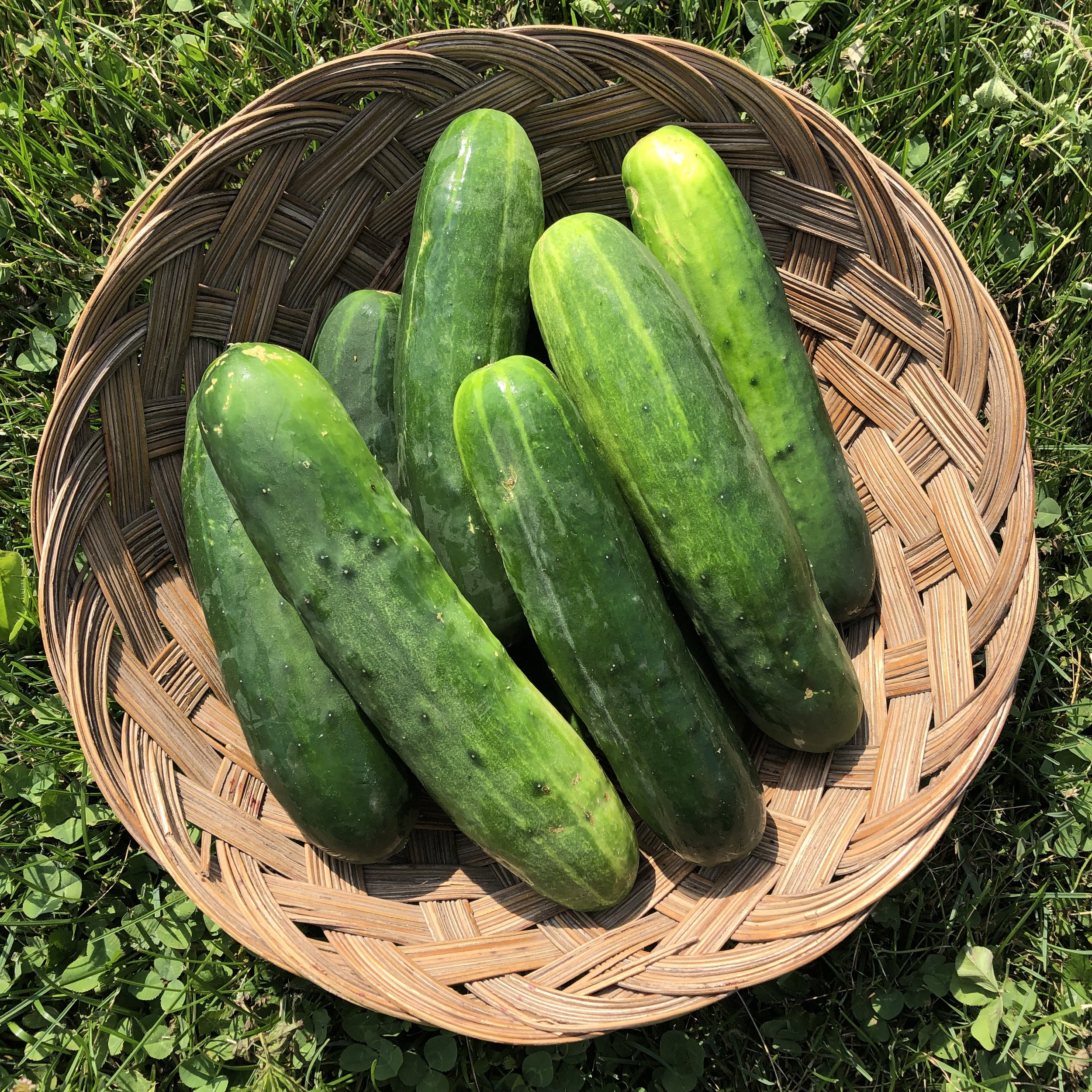Farmigo Cucumbers.jpg