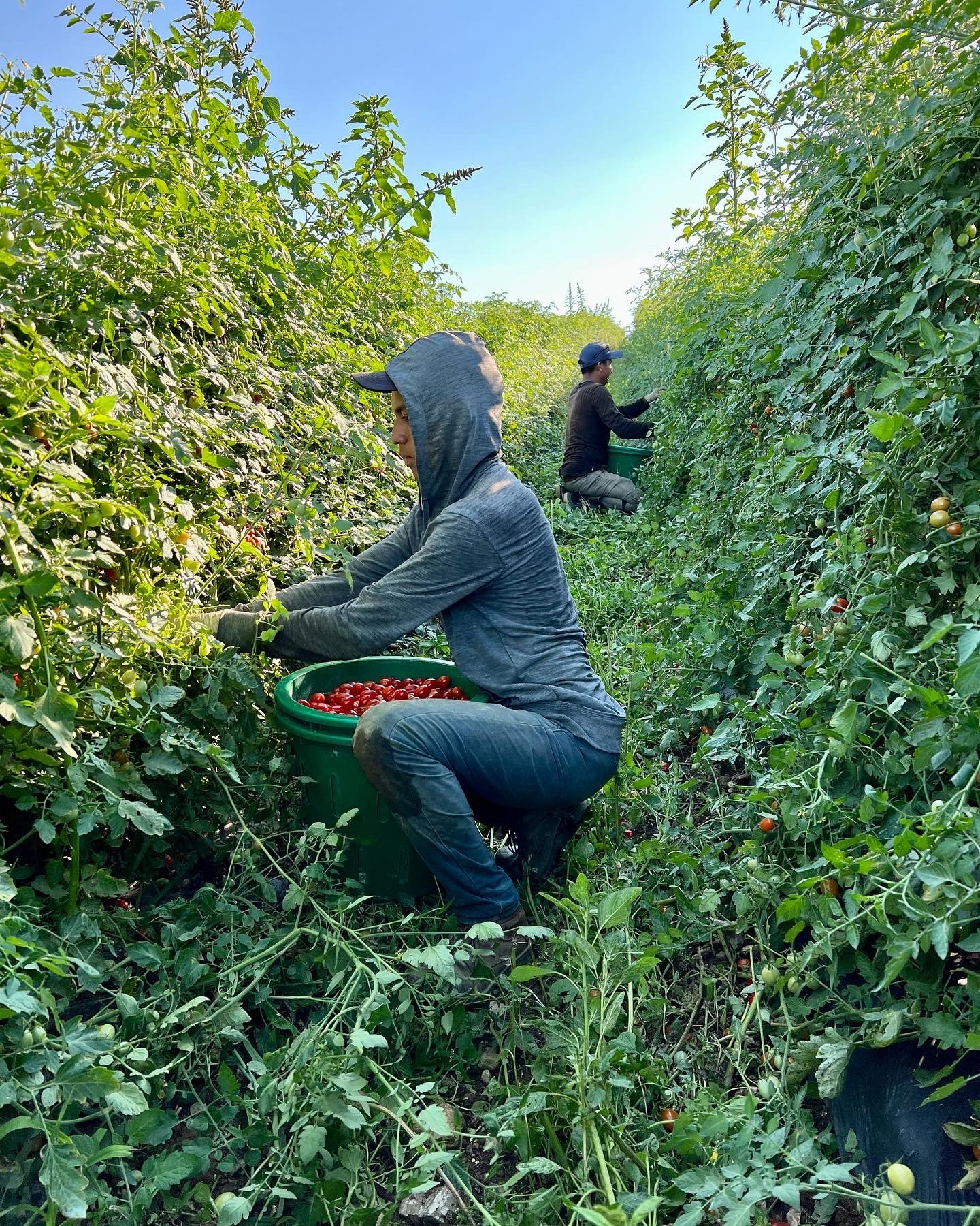 Grape Tomato Harvest 2.JPG