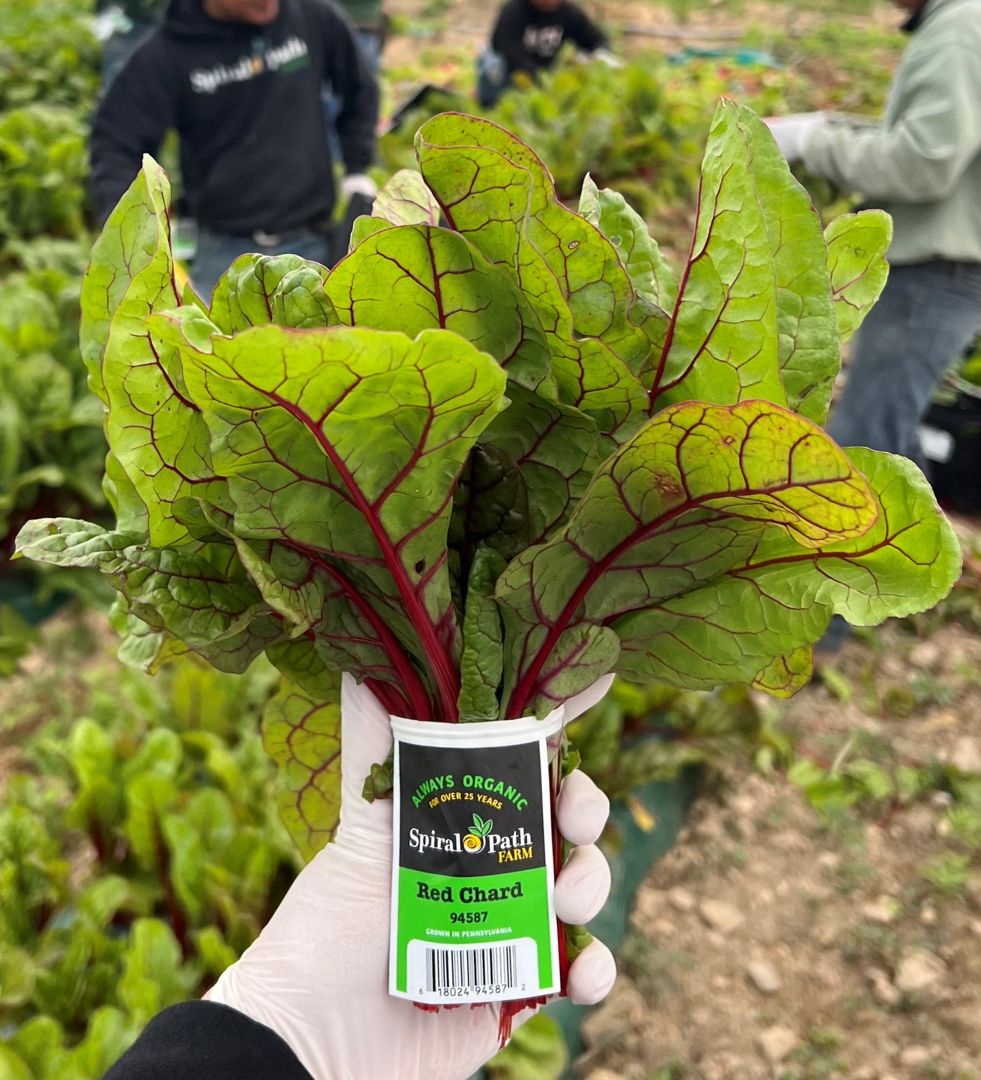 Chard Bunch 3.jpg