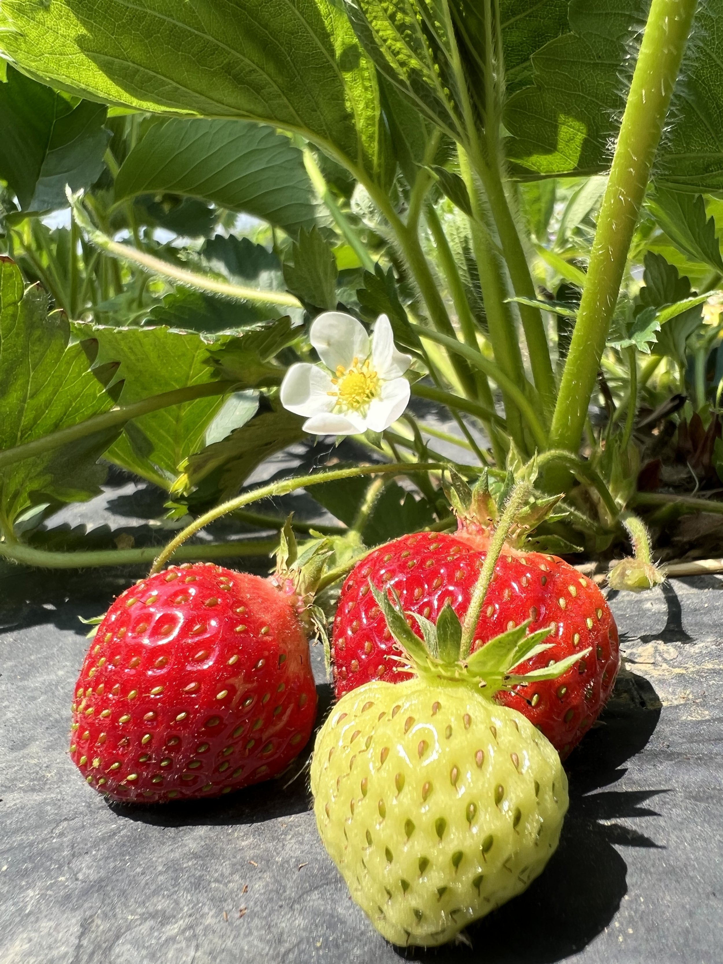 Strawberries 3.jpg