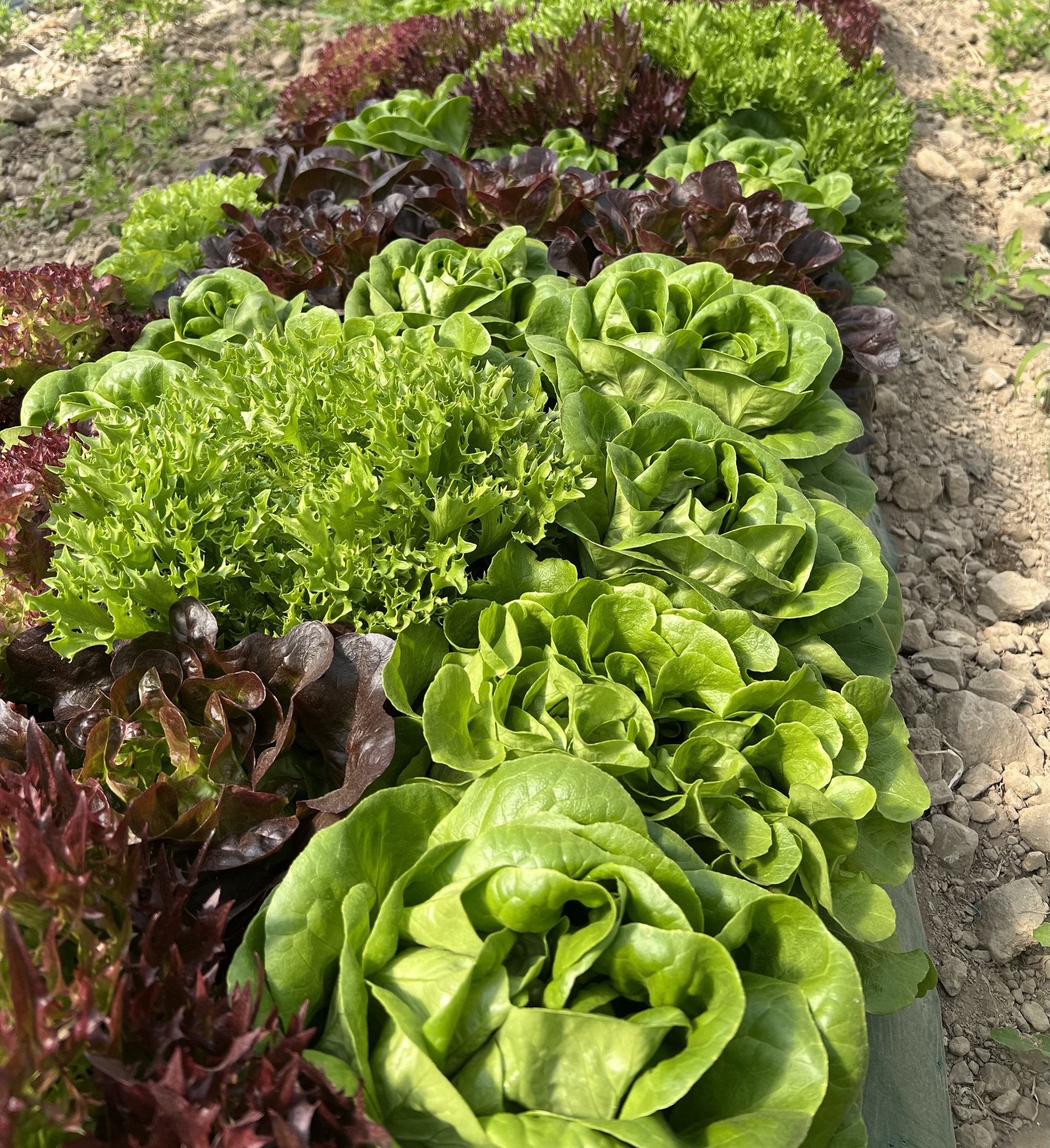 Mixed Greens Field 5.jpg