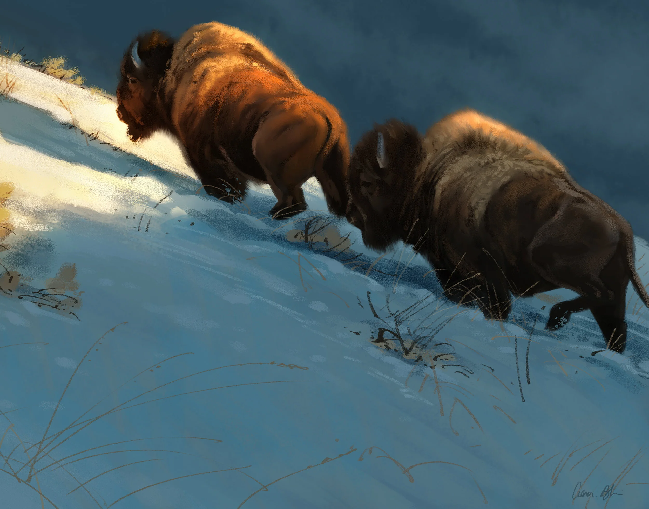 Bison 11x14.jpg