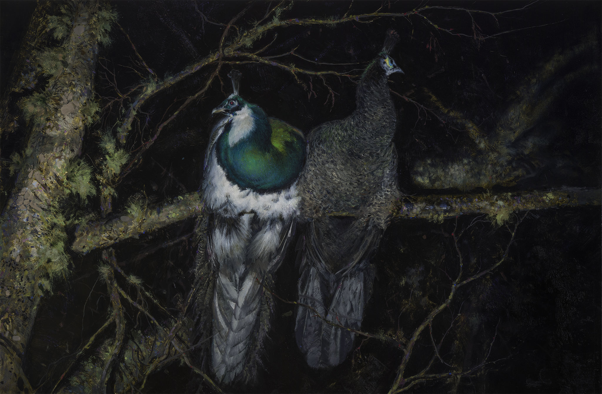 peacocks_small_final.png