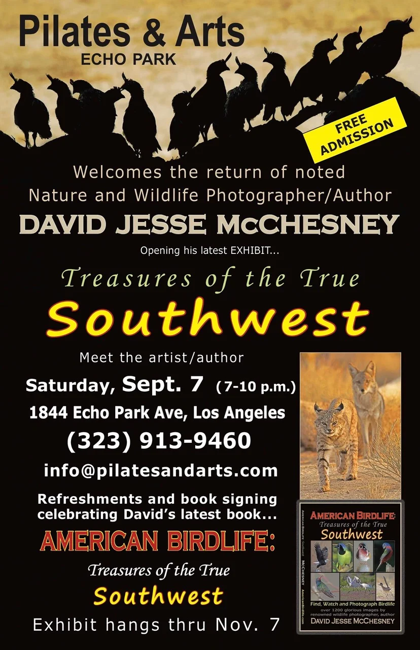 David Jesse McChesney - Treasure of the True Southwest