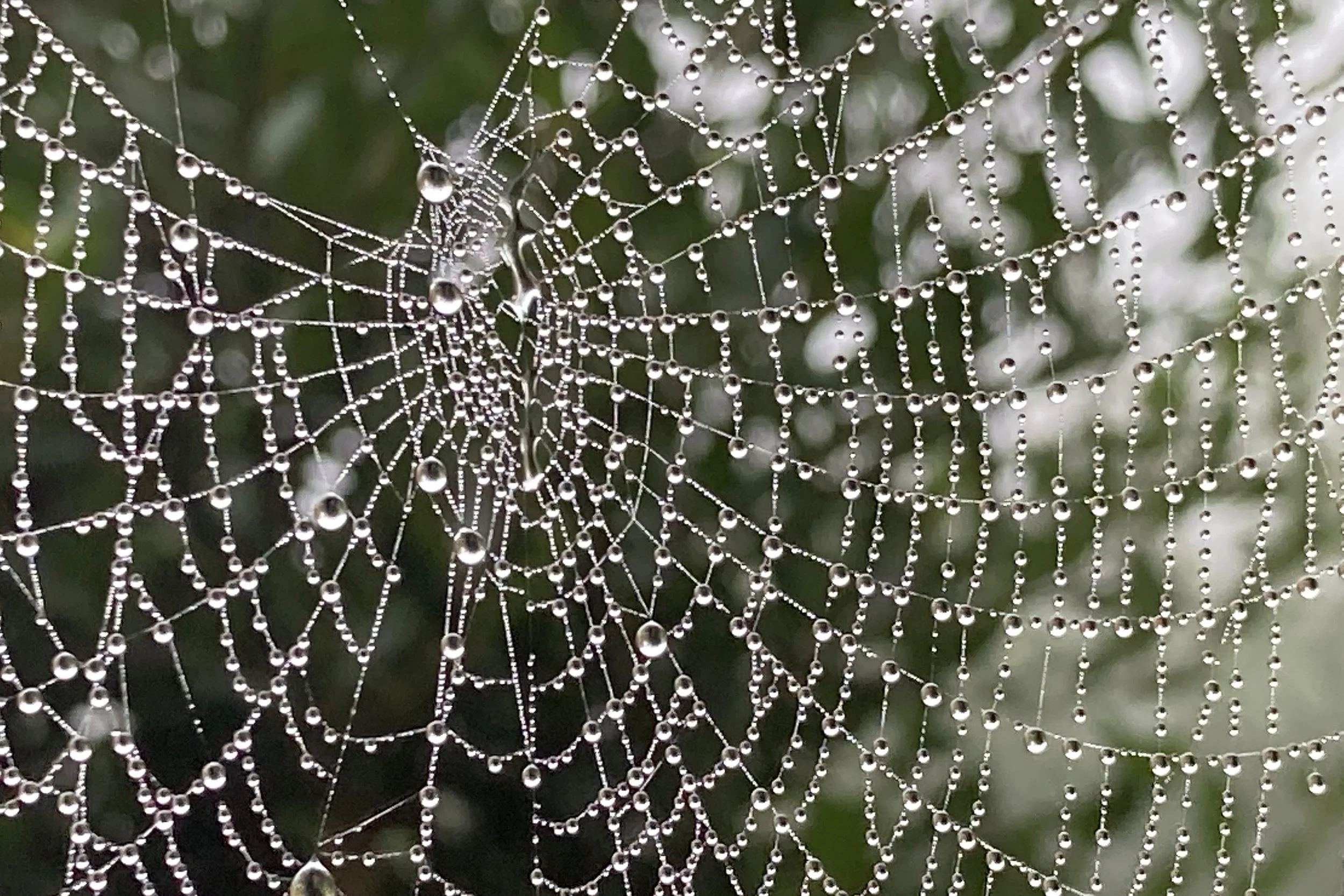 Spider web.jpeg