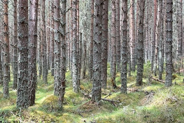 Lichen trees Linn O'Dee 6x4.jpeg
