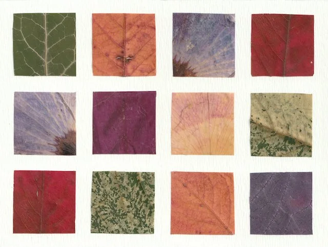 Leaf picture small.jpeg