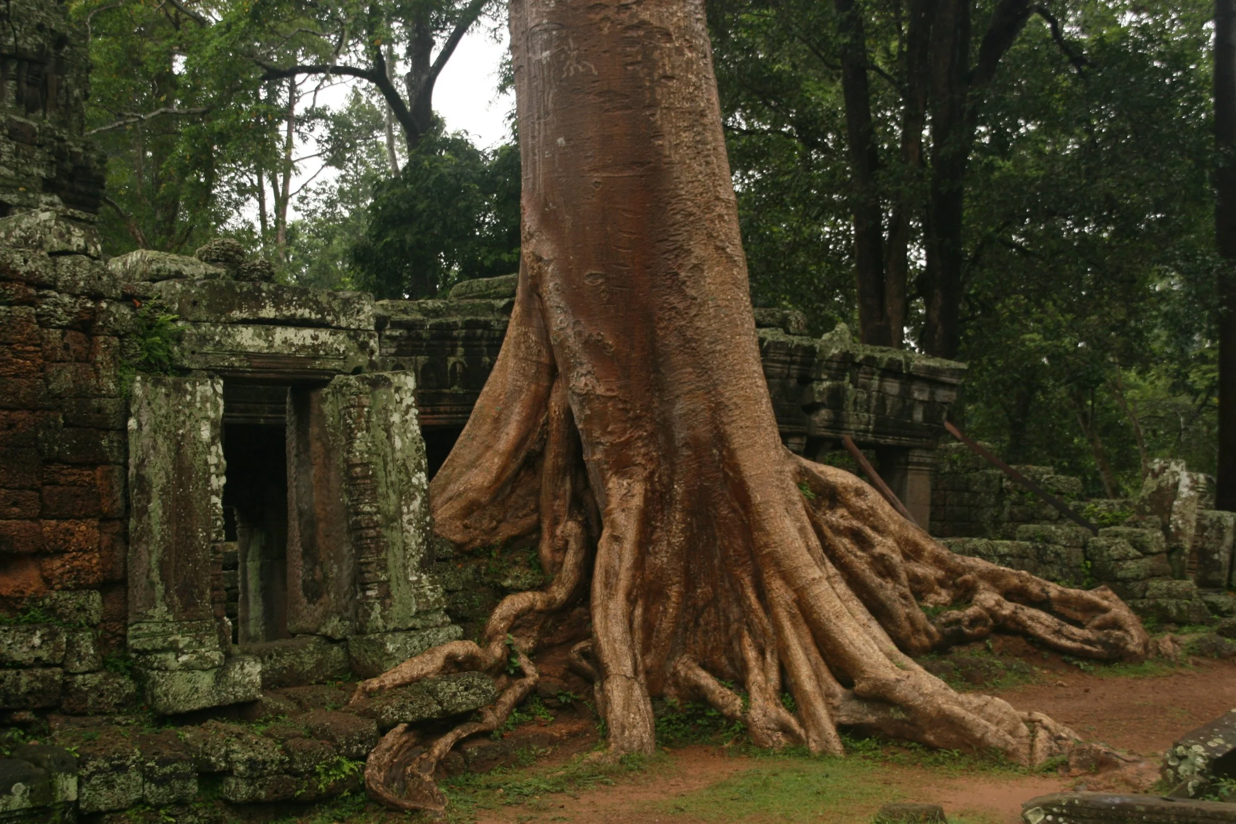 Angkor tree roots.jpeg