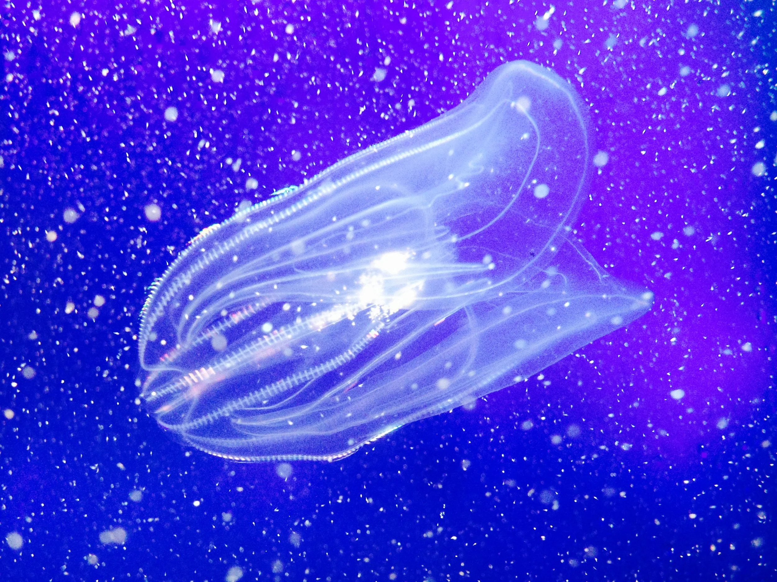 Jellyfish.jpg