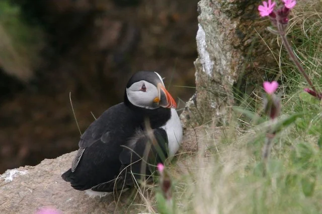 Puffin (1).jpeg