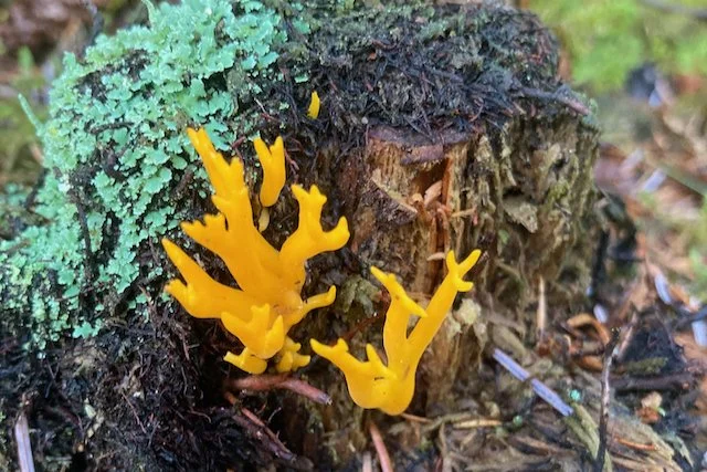 Stag's horn Bennachie.jpeg