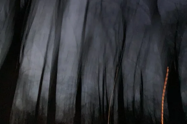 Ghostly trees.jpeg
