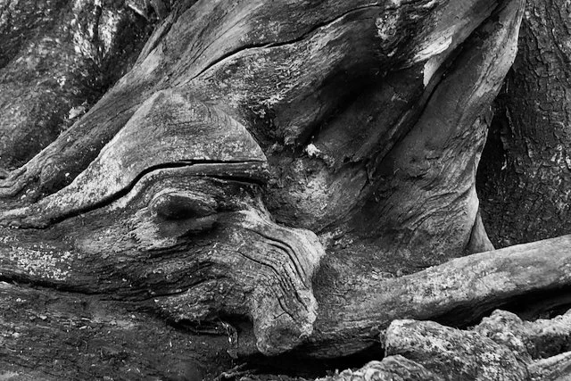 Tree face 6x4 B&W.jpeg