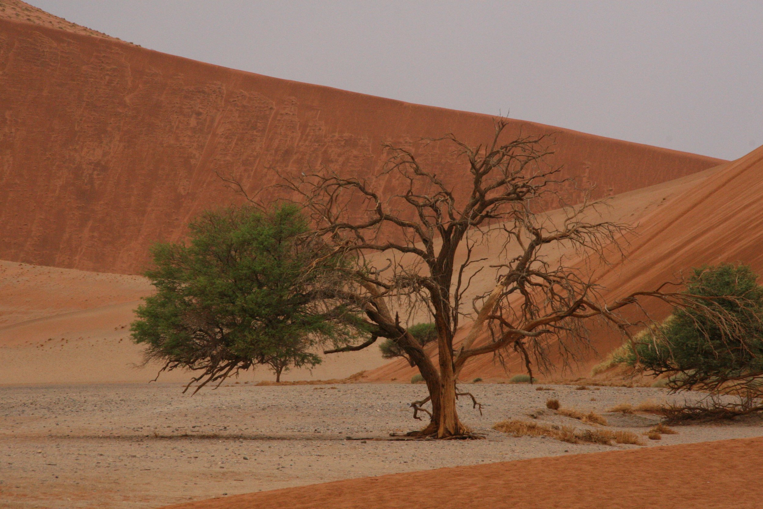 Tree in Sossusvlei.jpeg