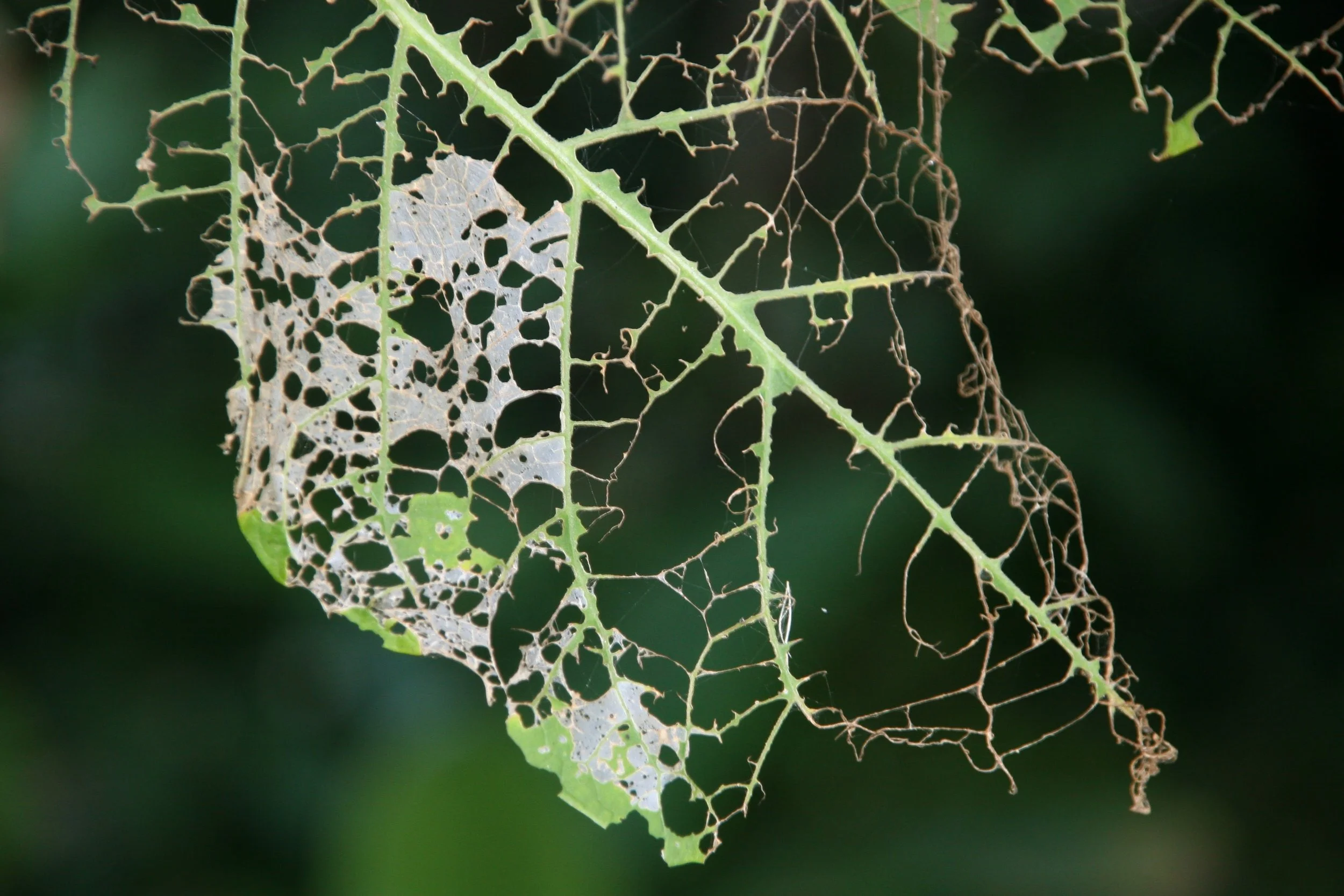 Eaten leaf Lost City.jpg