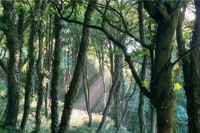 Trees and light.jpeg