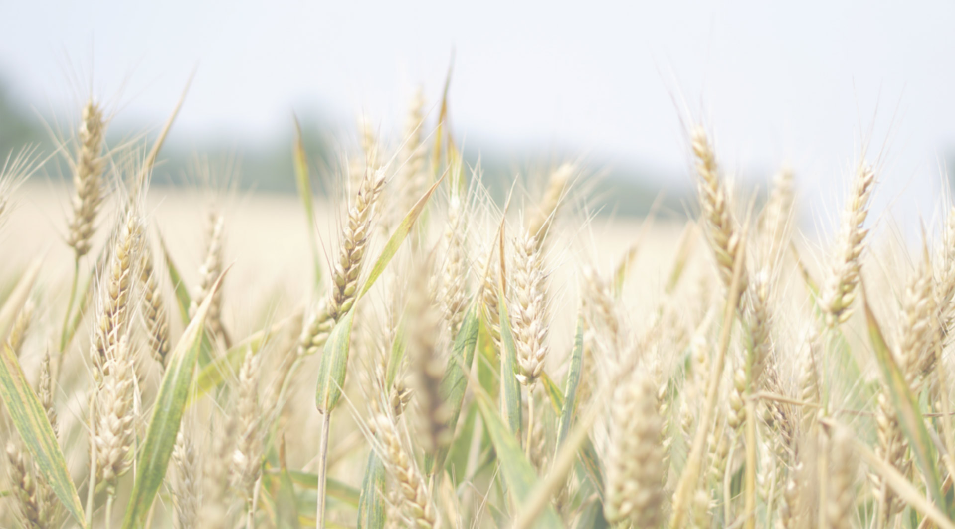 wheat.jpg