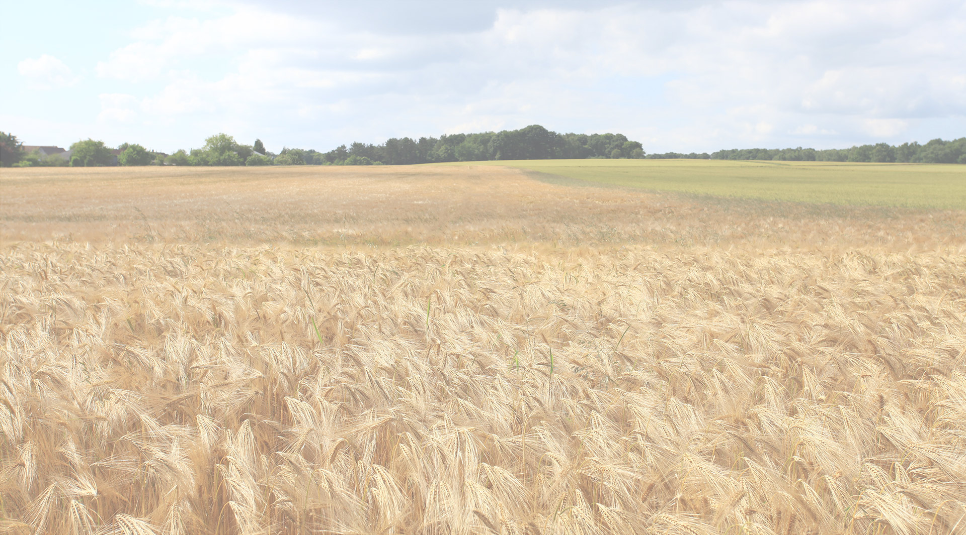 wheatfieldBG.jpg