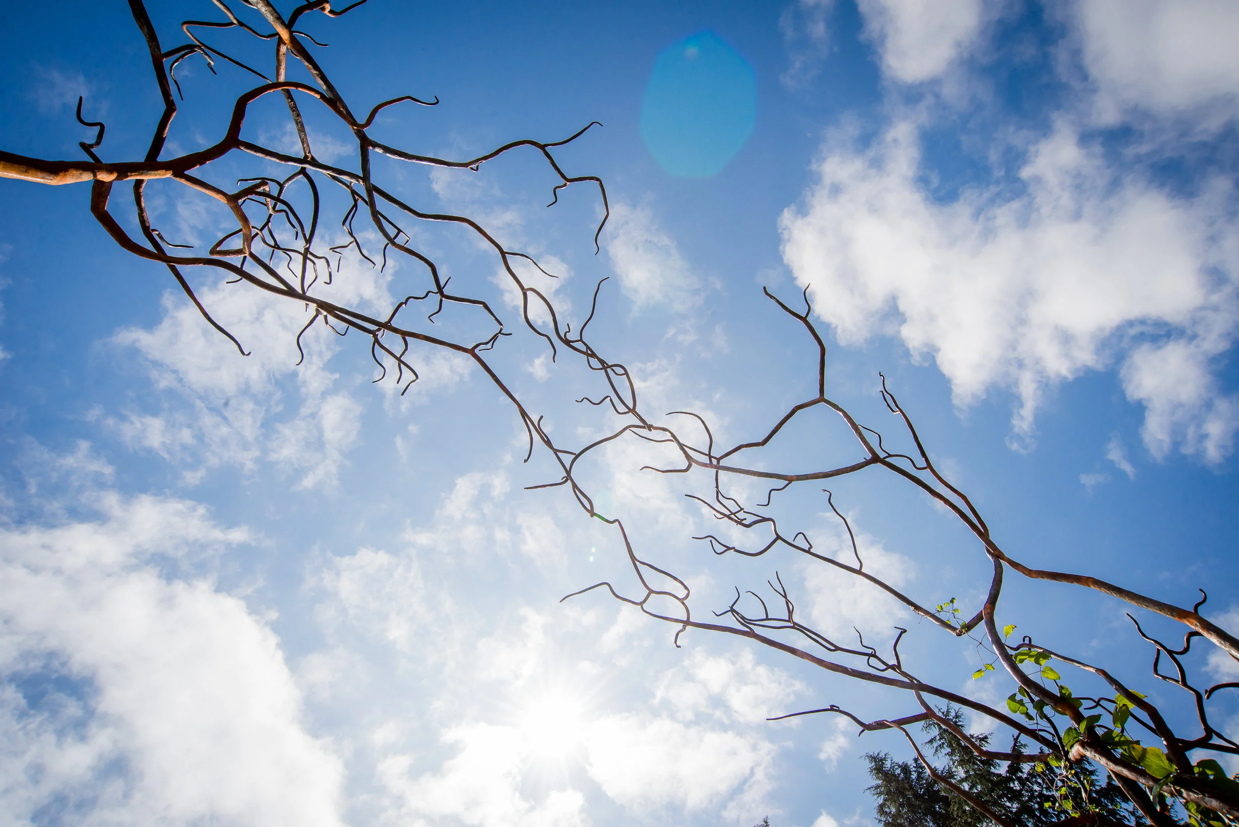 090_ZL_2 Tree Arch.jpg