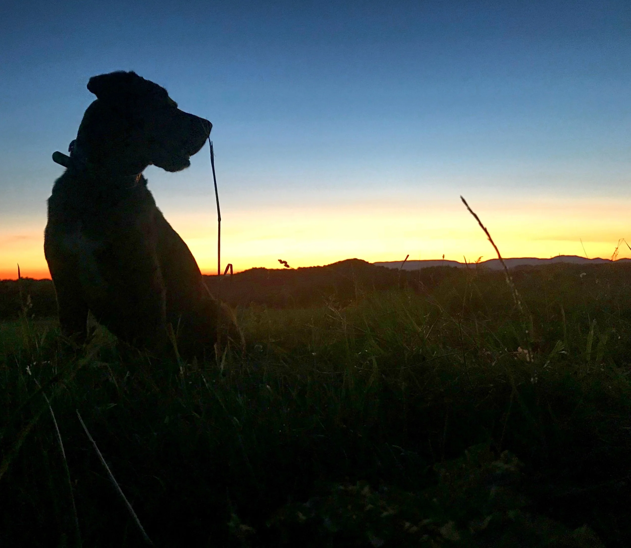 Coonhound Silhouette
