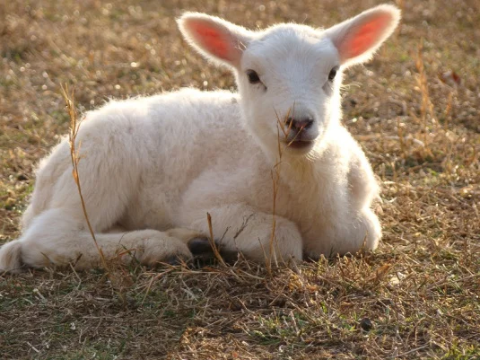 lamb.jpg