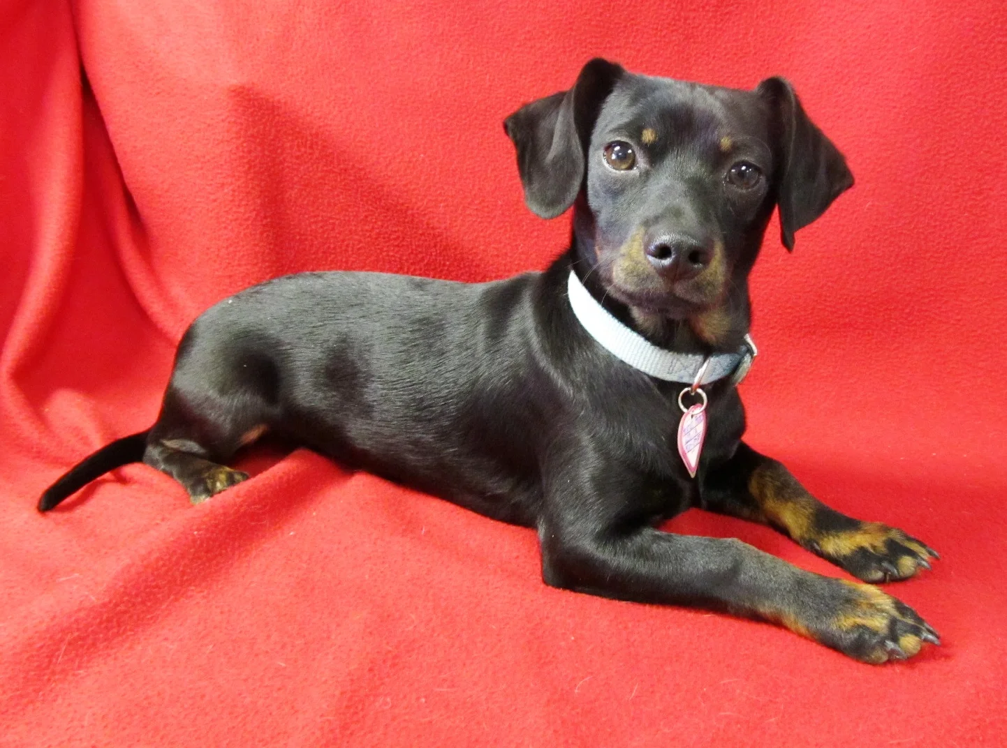 Ramsey, photo courtesy of Animal Friends Connection.