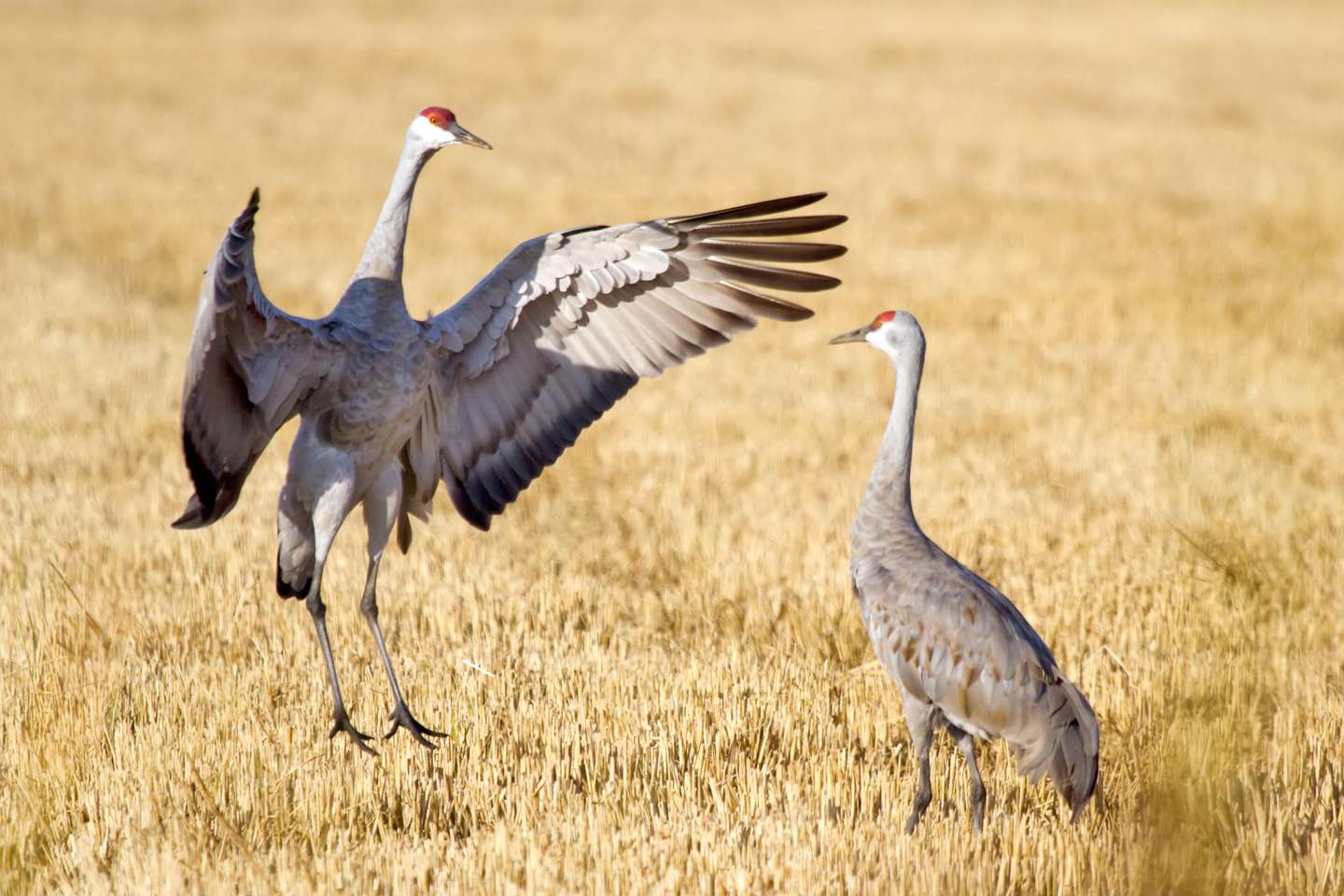 Photos by Leslie Morris , the 2018 Sandhill Crane Festival Artist .
