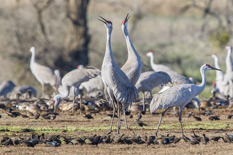 Photos by Leslie Morris , the 2018 Sandhill Crane Festival Artist .