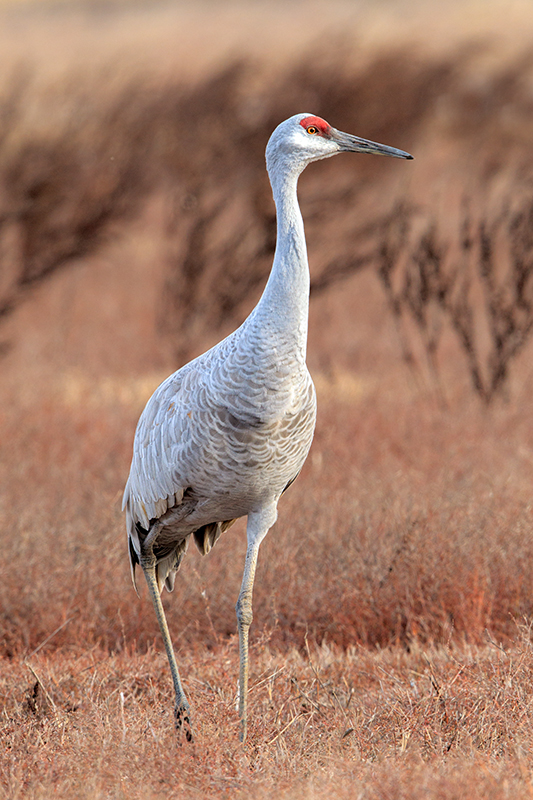 Photos by Leslie Morris , the 2018 Sandhill Crane Festival Artist .