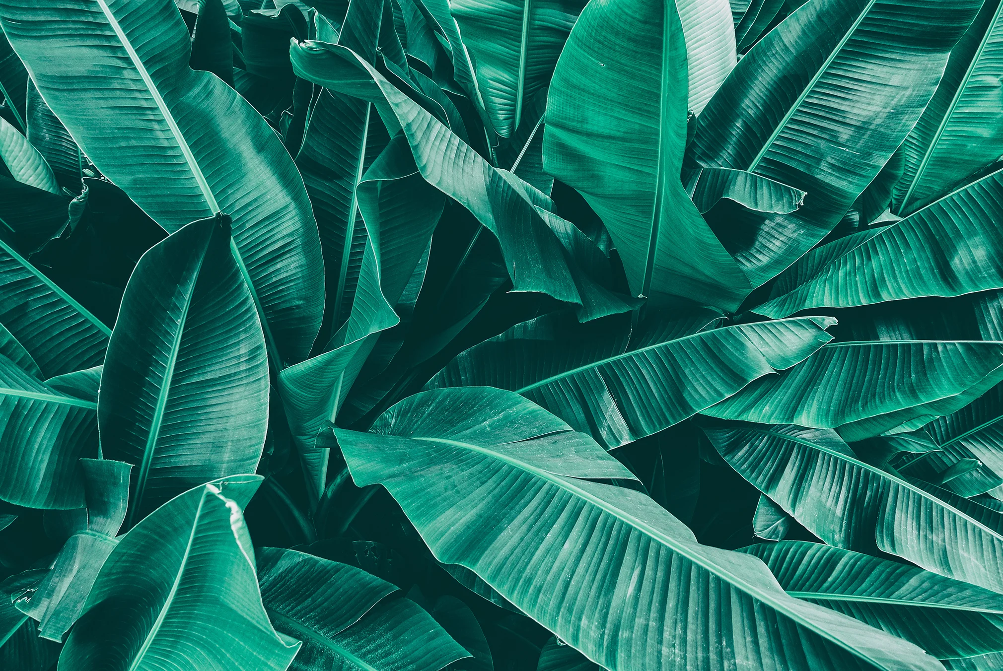 fresco_leaves.jpg