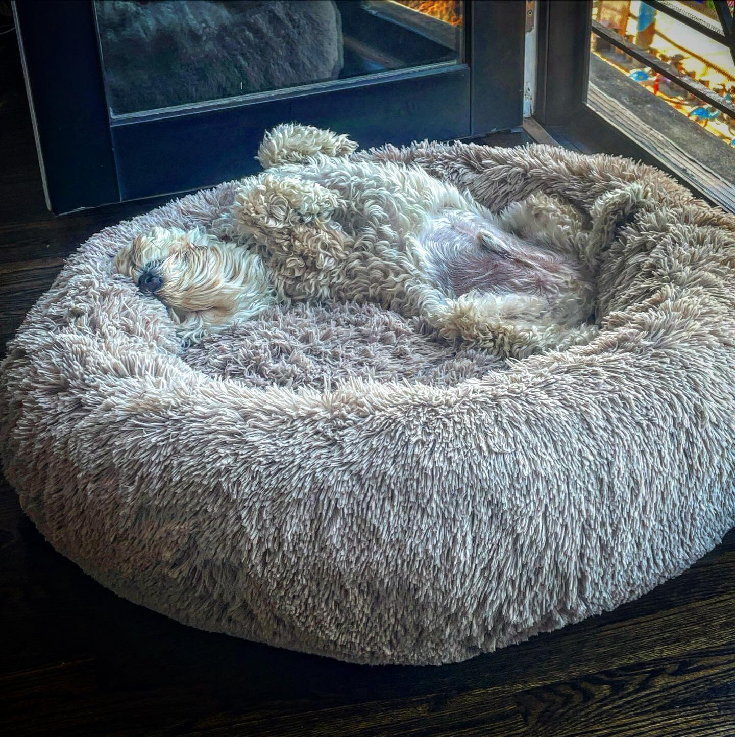 Doggy Danish! Woody loves his new bed.