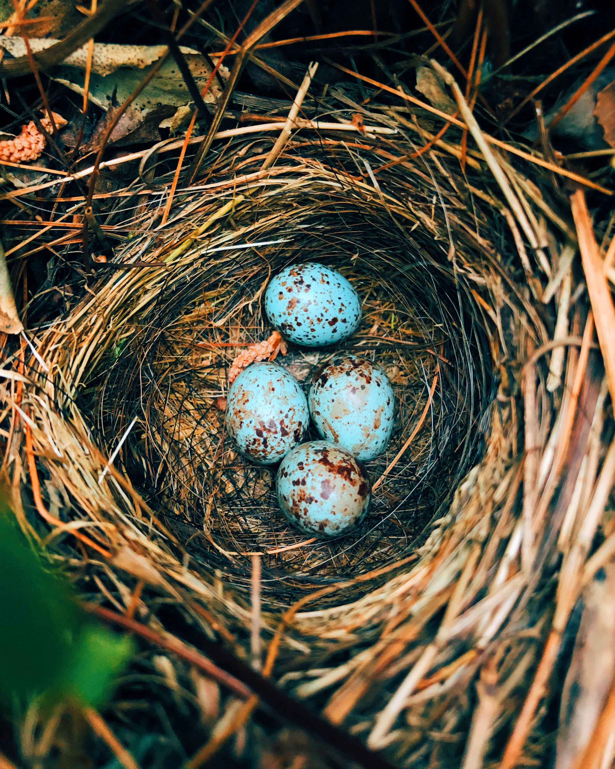 Nest
