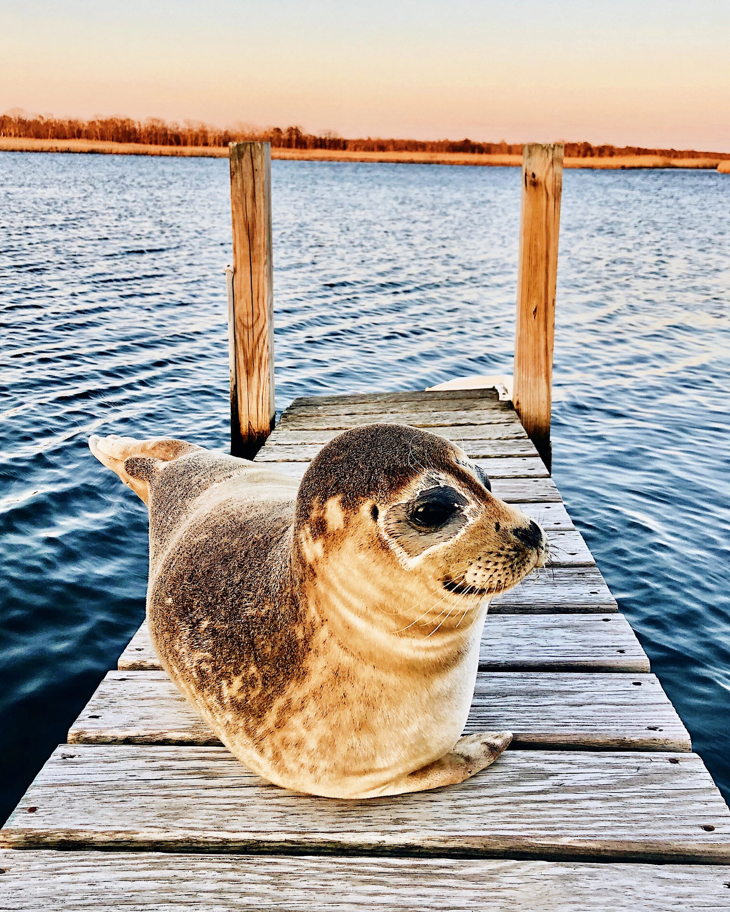 Harbor Seal