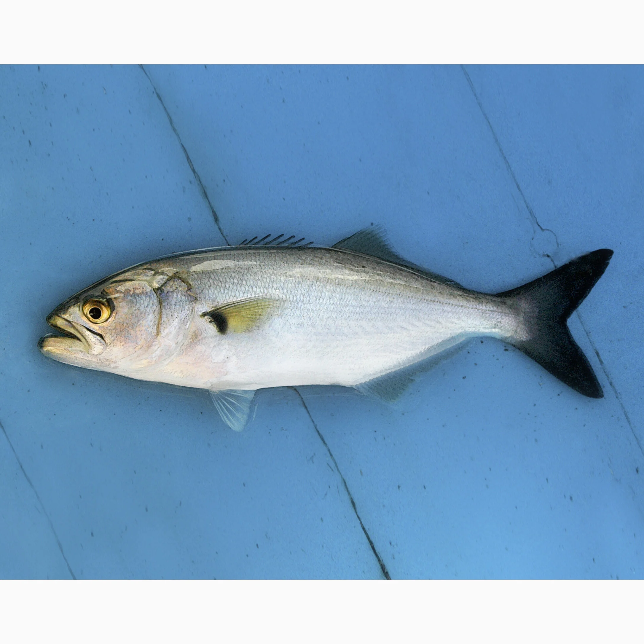 Snapper