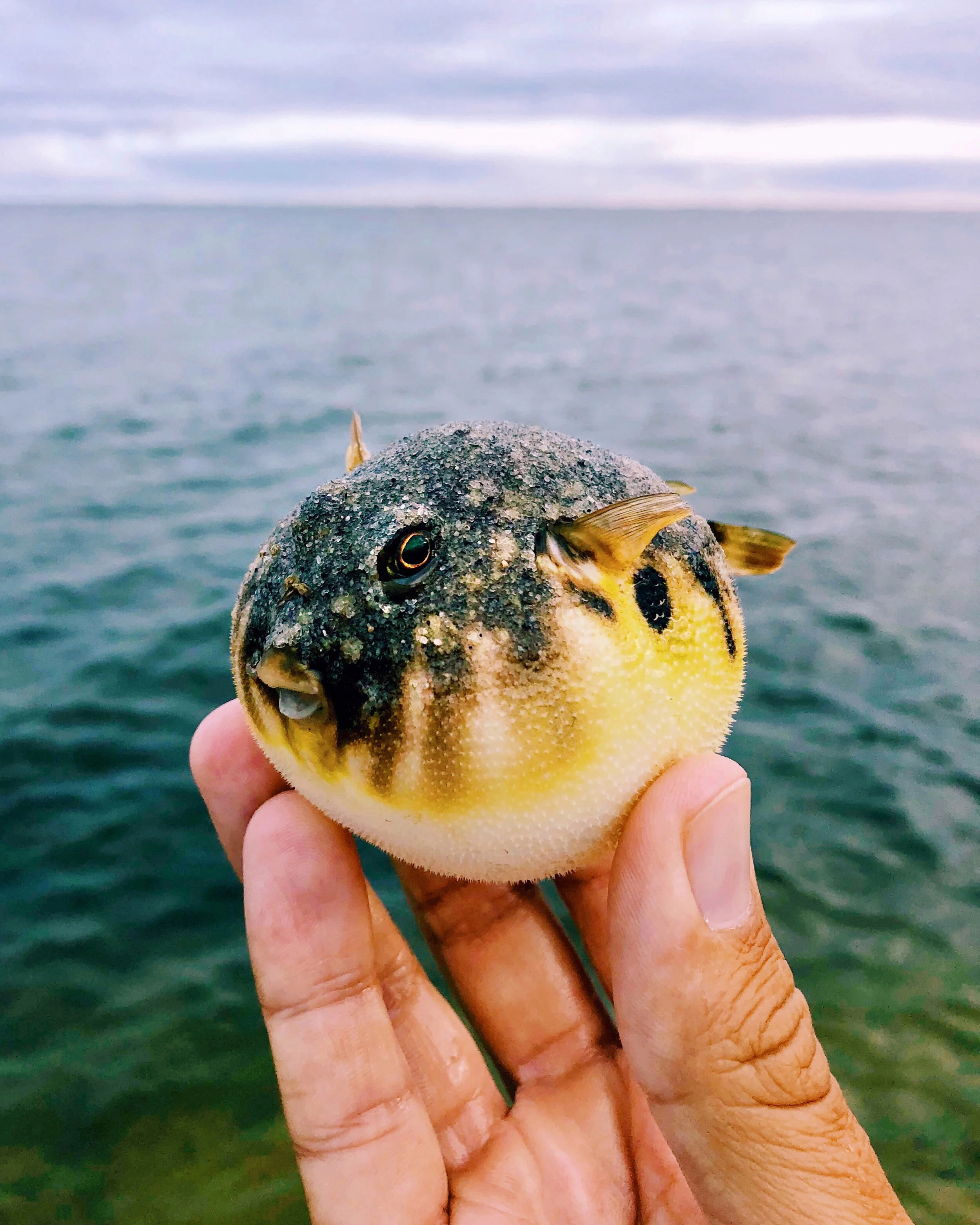 Puffer